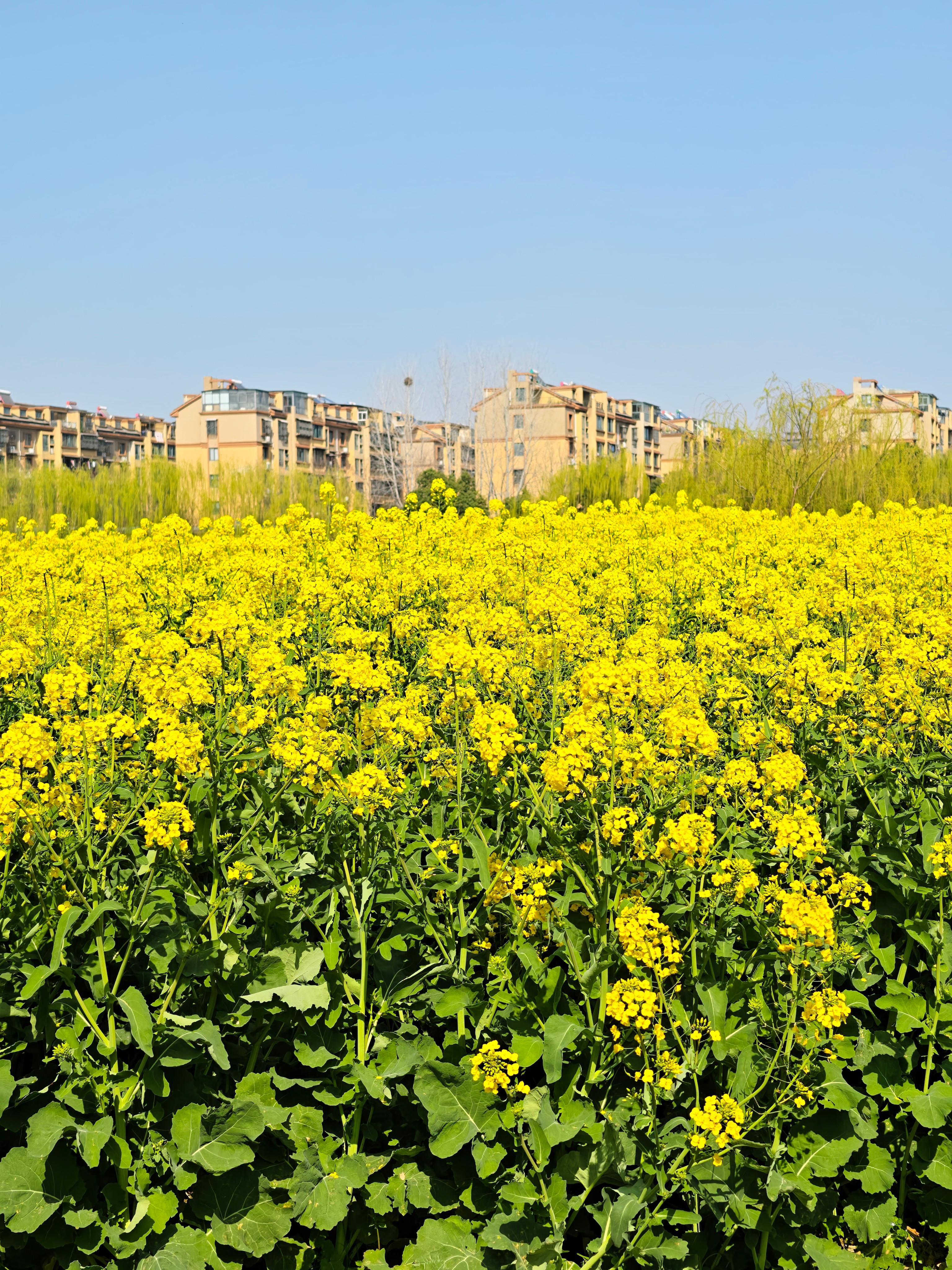 这几天油菜花都开了，大家都去哪里踏春了