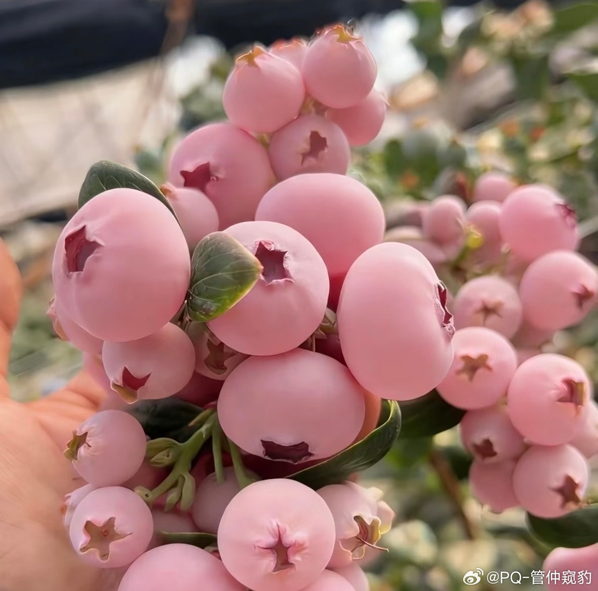粉色蓝莓改名叫粉莓吧这玩意比蓝莓更甜，还有柠檬香，不好运输所以不常见话说，为什么
