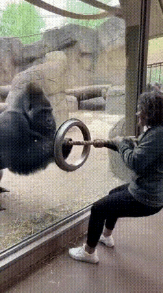 男同胞们都醒醒！现在娶媳妇的难度又上了个新台阶，连猩猩都来抢“丈母娘的心头