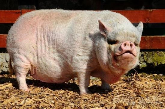 猪是毒蛇的天敌，再毒的毒蛇都杀不死一头猪？猪看起来人畜无害，实际上战斗力非凡，老