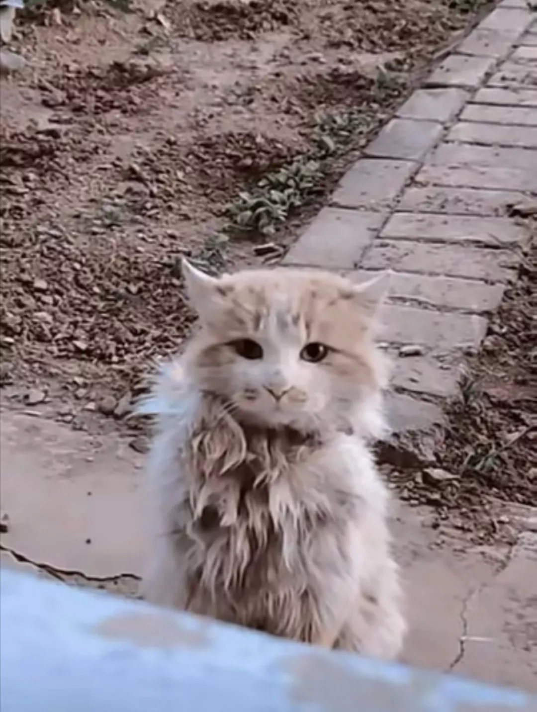 寒风中的流浪猫，巧遇好心人收留，棒棒哒支持！