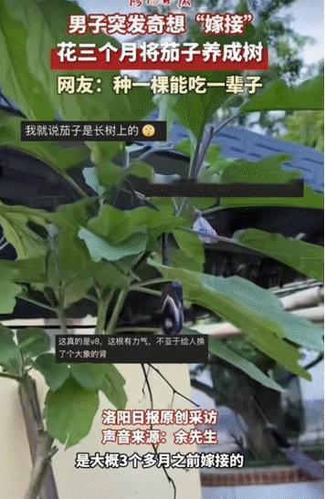 当所有人都在拔茄子秧的时候，江西有个人把茄子种成了树。种菜的人都知道，茄子这东西