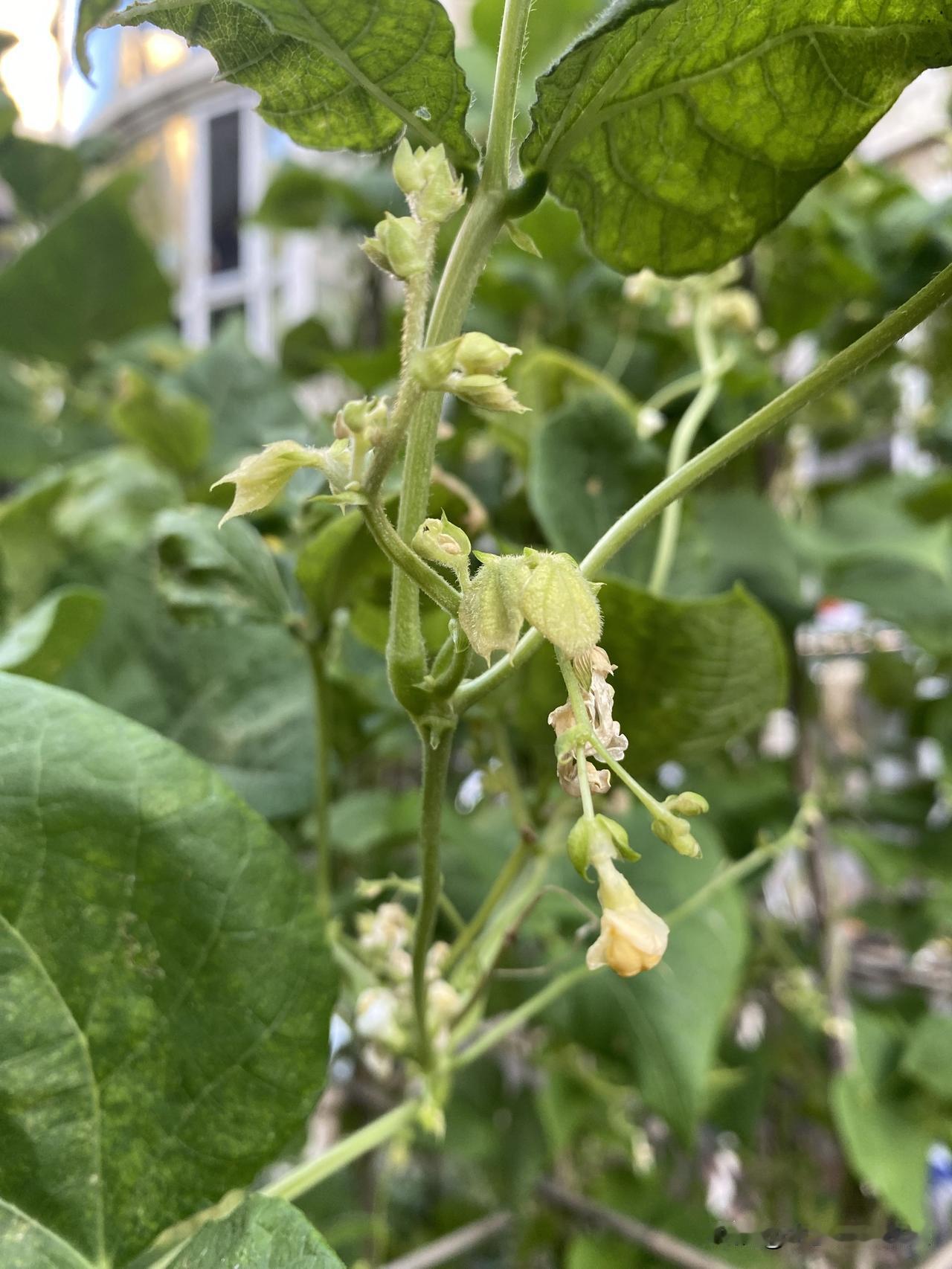 请教一下万能的友友：芸豆只开花不结豆是怎么回事？我种了一些大白芸豆，这是今年第二