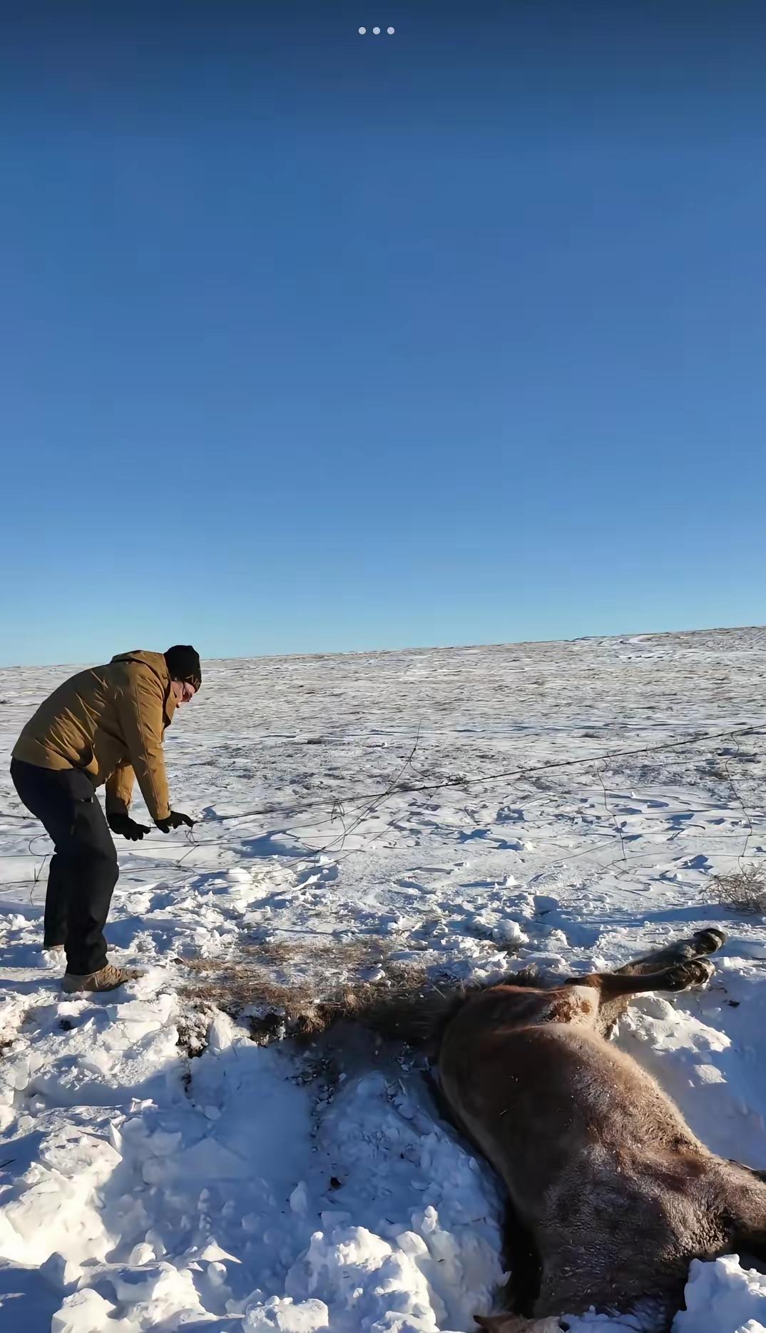 呼伦贝尔，一男子和朋友自驾游，忽然发现一匹马卧在路边雪堆里一动不动，本以为马是冻