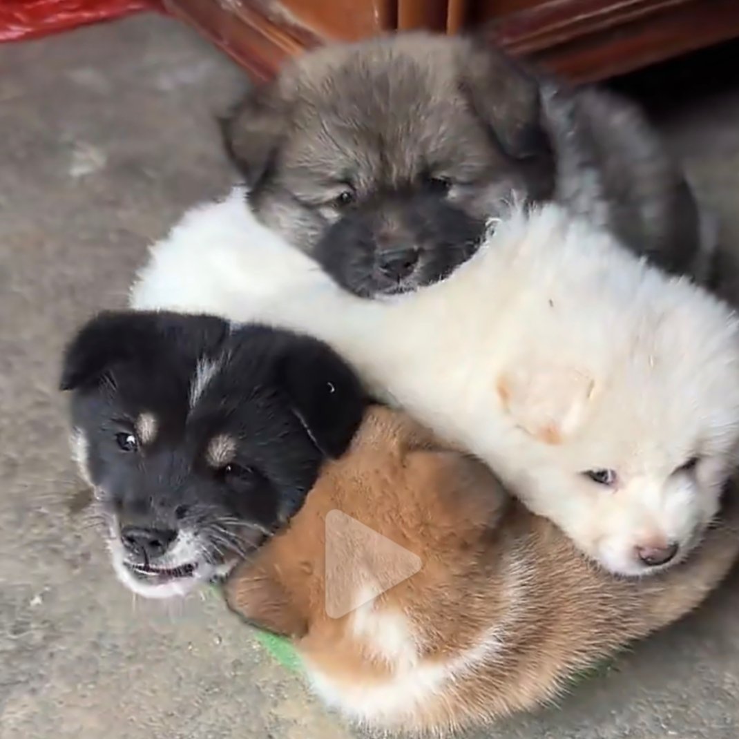 榫卯结狗这种小狗最可爱了