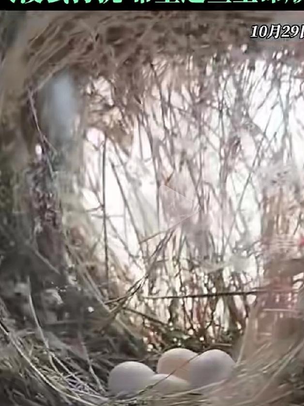 因房间西晒，窗帘很久没开，女主突然发现一团黑呼呼的东西，当她满心好奇拉开窗帘时又