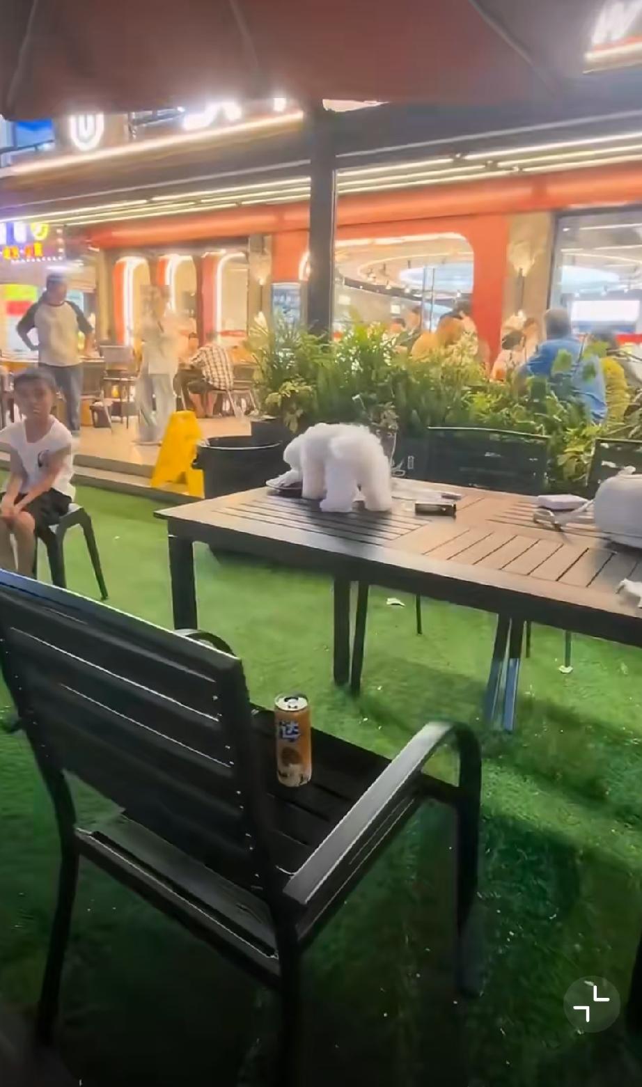 这些爱狗人士都是什么心理？大摇大摆在店里，直接拿桌上碗筷喂狗喝水，完全不在意旁
