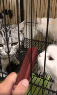 看到最后一只猫的样子属实忍不住