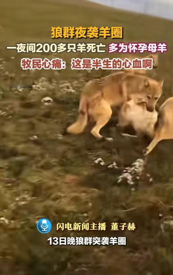 “这是半生的心血啊！”内蒙古，一位牧民正在家中睡觉，隐隐约约就听到外面有动静，开