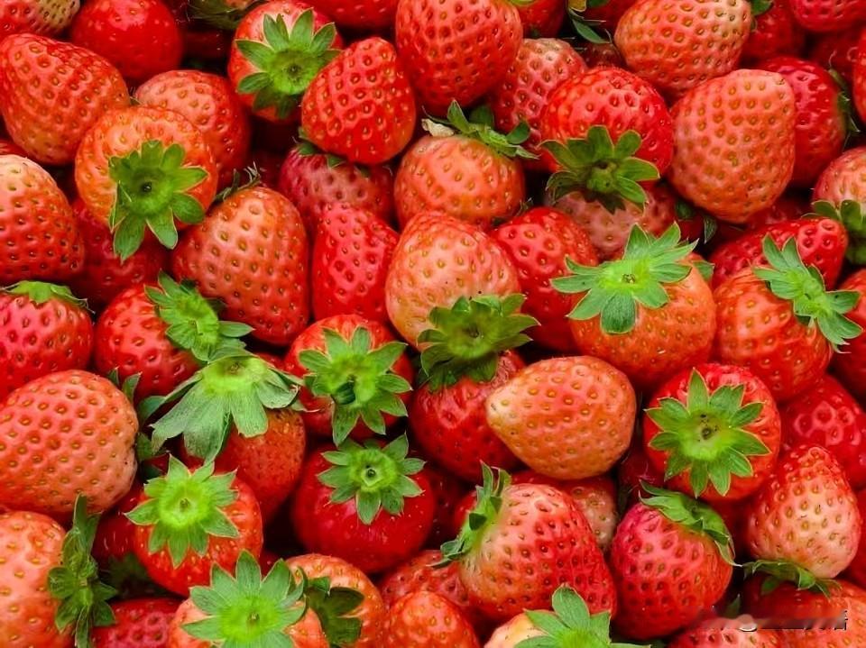 这大冬天的，草莓19元两斤，西瓜三元一斤，俺老公看见直接走不动道了，嚷着要买点吃