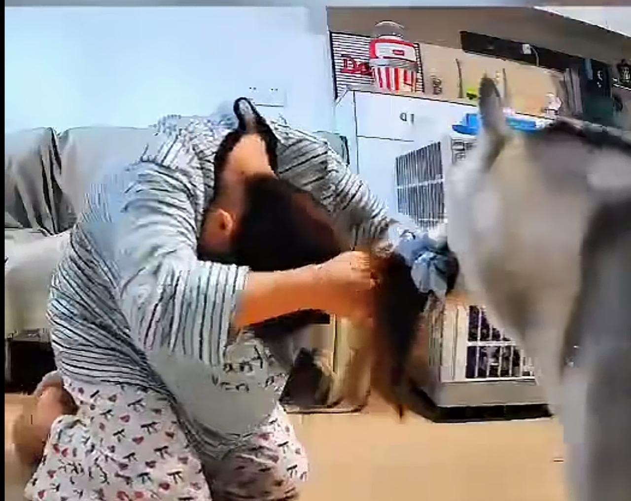 人家二哈跟主人玩呢！
