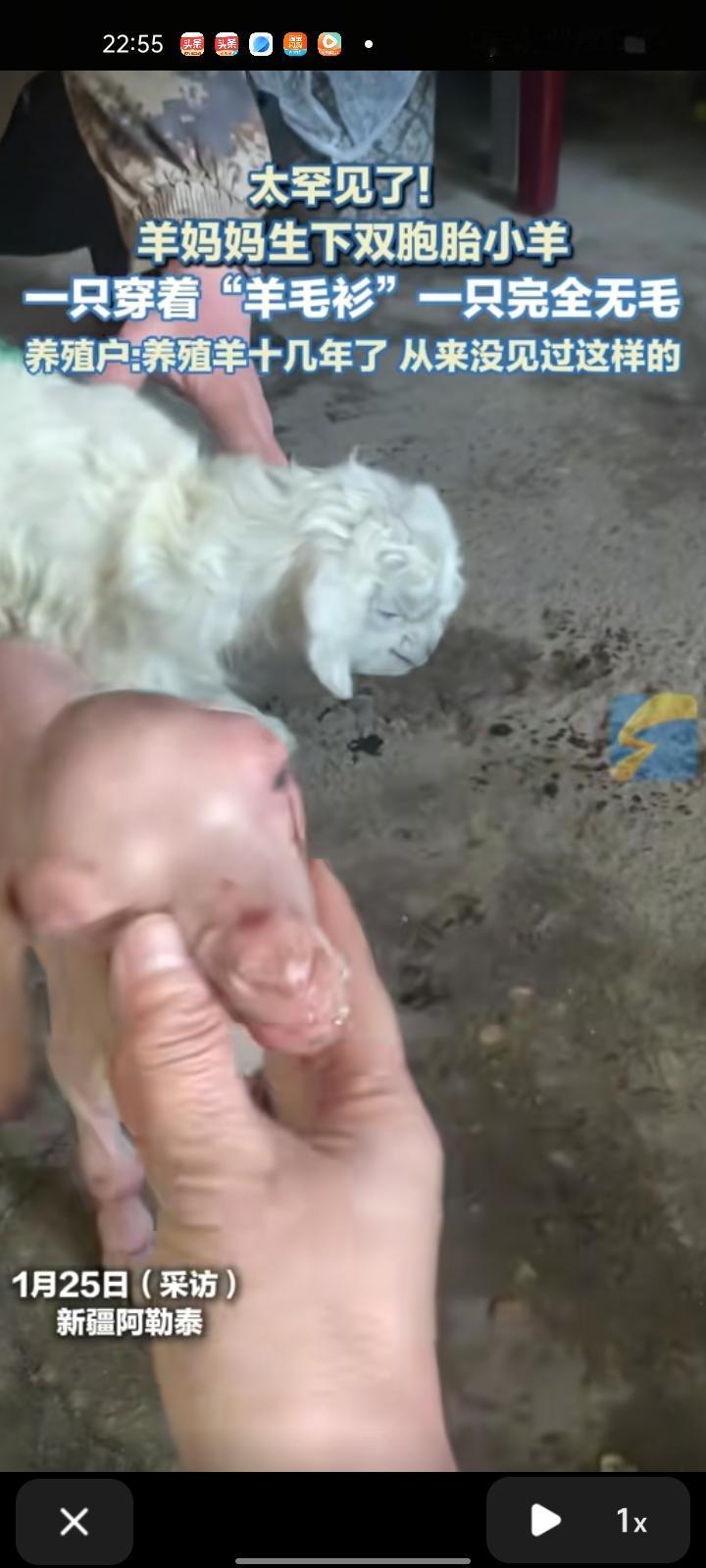 近日，新疆阿勒泰。网友发视频称，羊妈妈生下了双胞胎小羊，一只穿着“羊毛衫”，另一