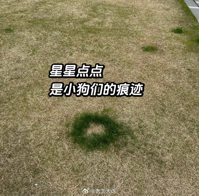 天塌了....原来草坪上的星星点点是小狗的痕迹