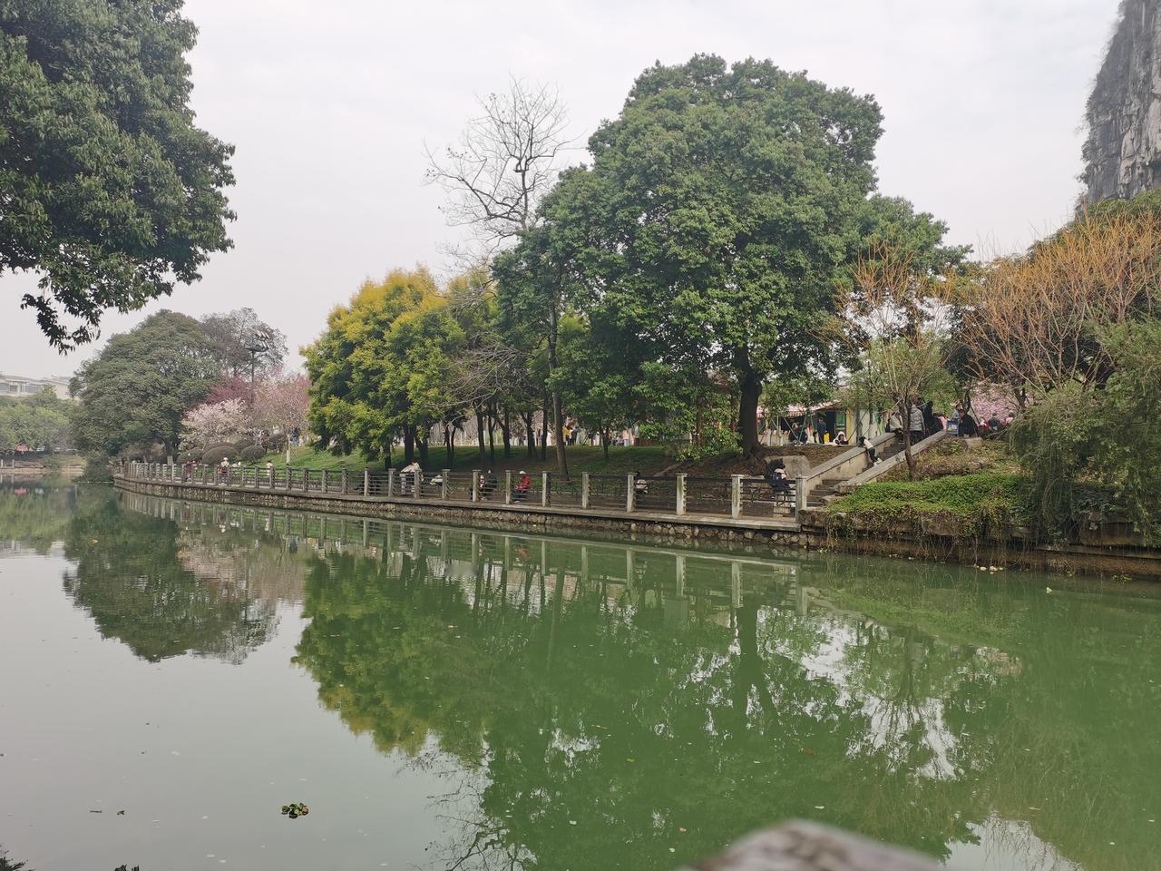 2月22日大年初六，广西桂林。南溪山公园里的樱花很有名气，于是前去游玩。早春2月