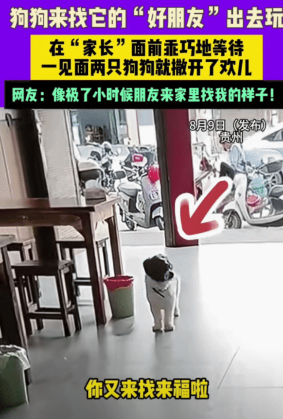 “太有灵性了！”贵州，女子看到一只狗来到家里。突然，她对楼上喊:“来福，你朋友