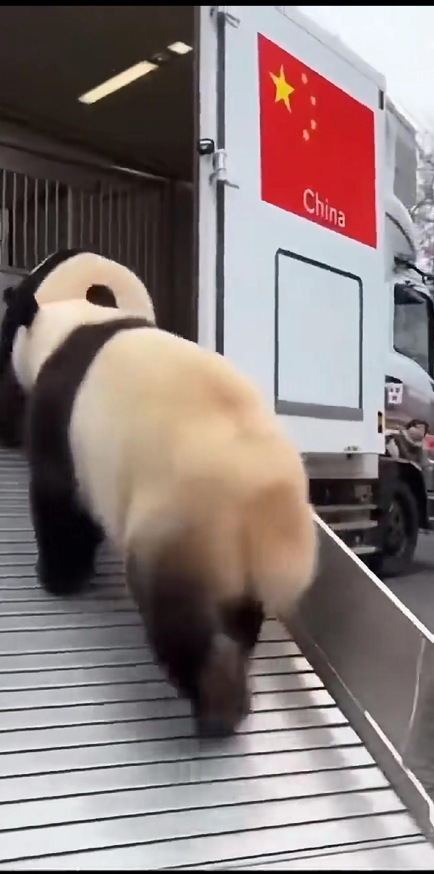 熊猫走了，哭的啊！这么多人欢送熊猫，就不知道有人能想到是他们的早苗的问题吗？如