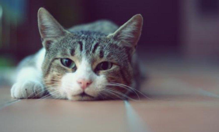 怀孕了, 家里有猫狗该怎么办? 怎样保证胎儿与孕妇免受虫害?