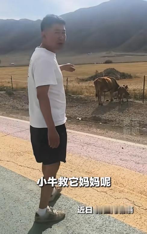 上央视新闻了！新疆阿勒泰，一对房车旅行游客途经路边草地时，发现一头母牛被困在围栏