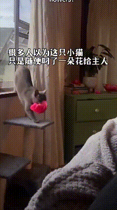 一只小猫的爱意，居然可以这么执着又郑重❤️很多人看到小猫叼花送主人，都会觉