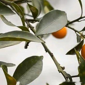 金桔极简种植养护一、种植：1. 时间：春3-4月、秋9-10月栽种2. 盆土：口