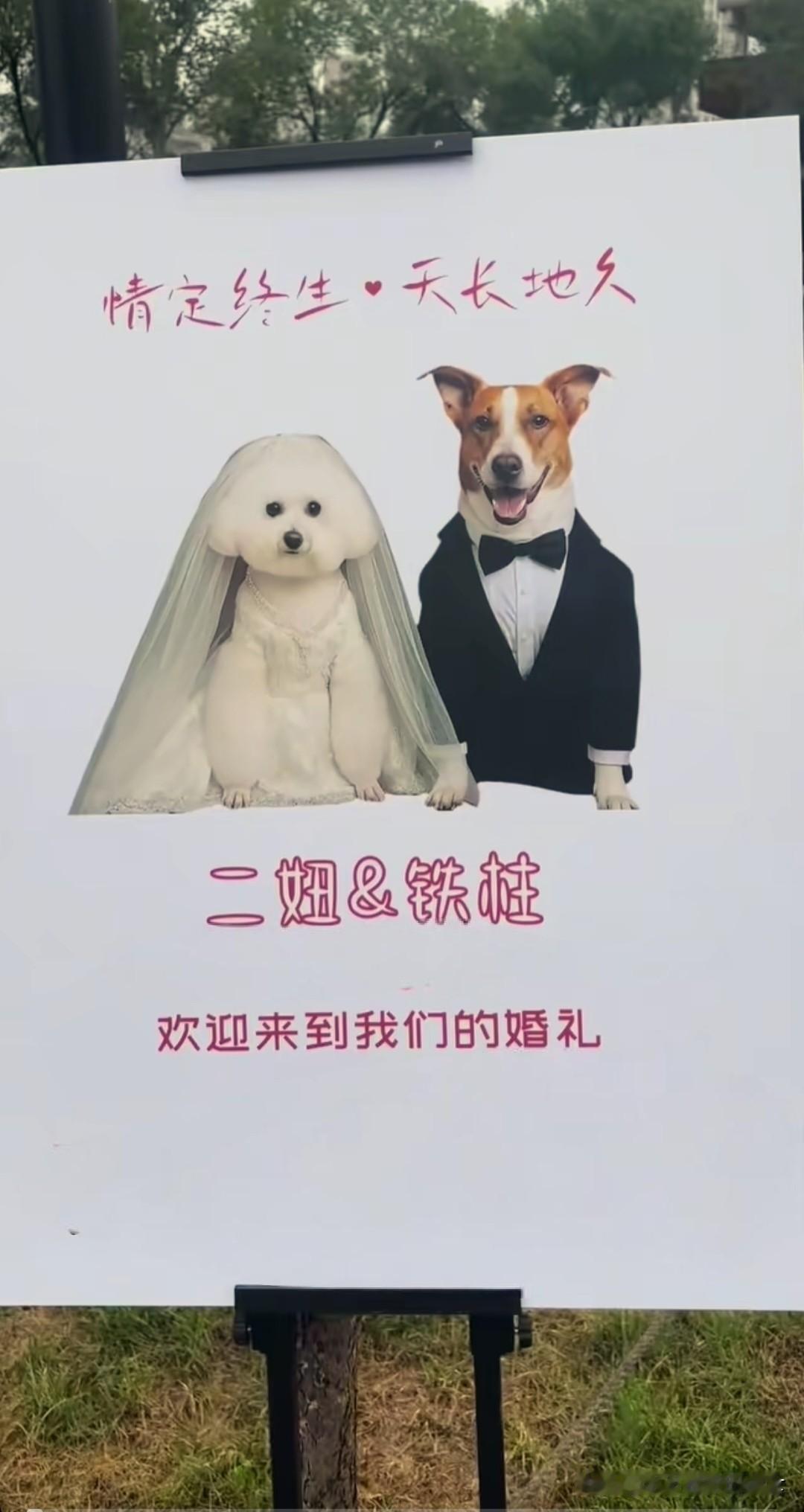 你能想象吗？狗狗结婚也可以办一场豪华的婚礼。在天津，一对狗狗就要结婚了。至于