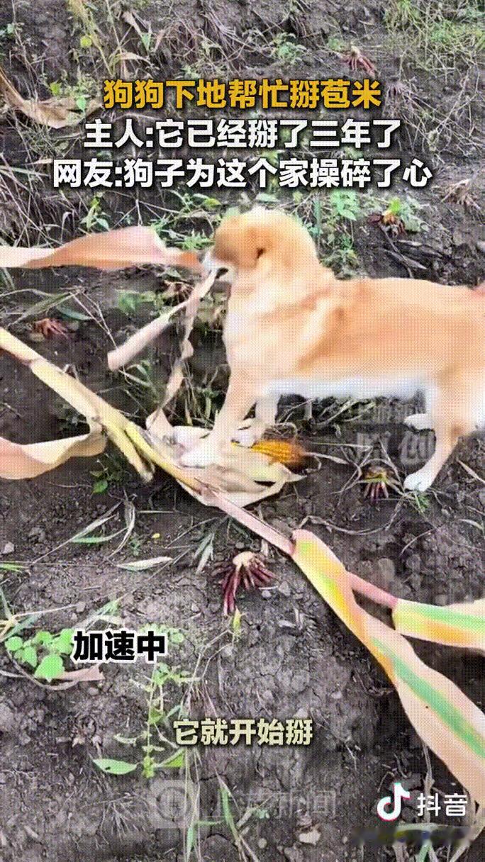 “不可思议！”黑龙江，女子家里收玉米，没想到，家养的狗狗也跳起来，将玉米杆咬断，