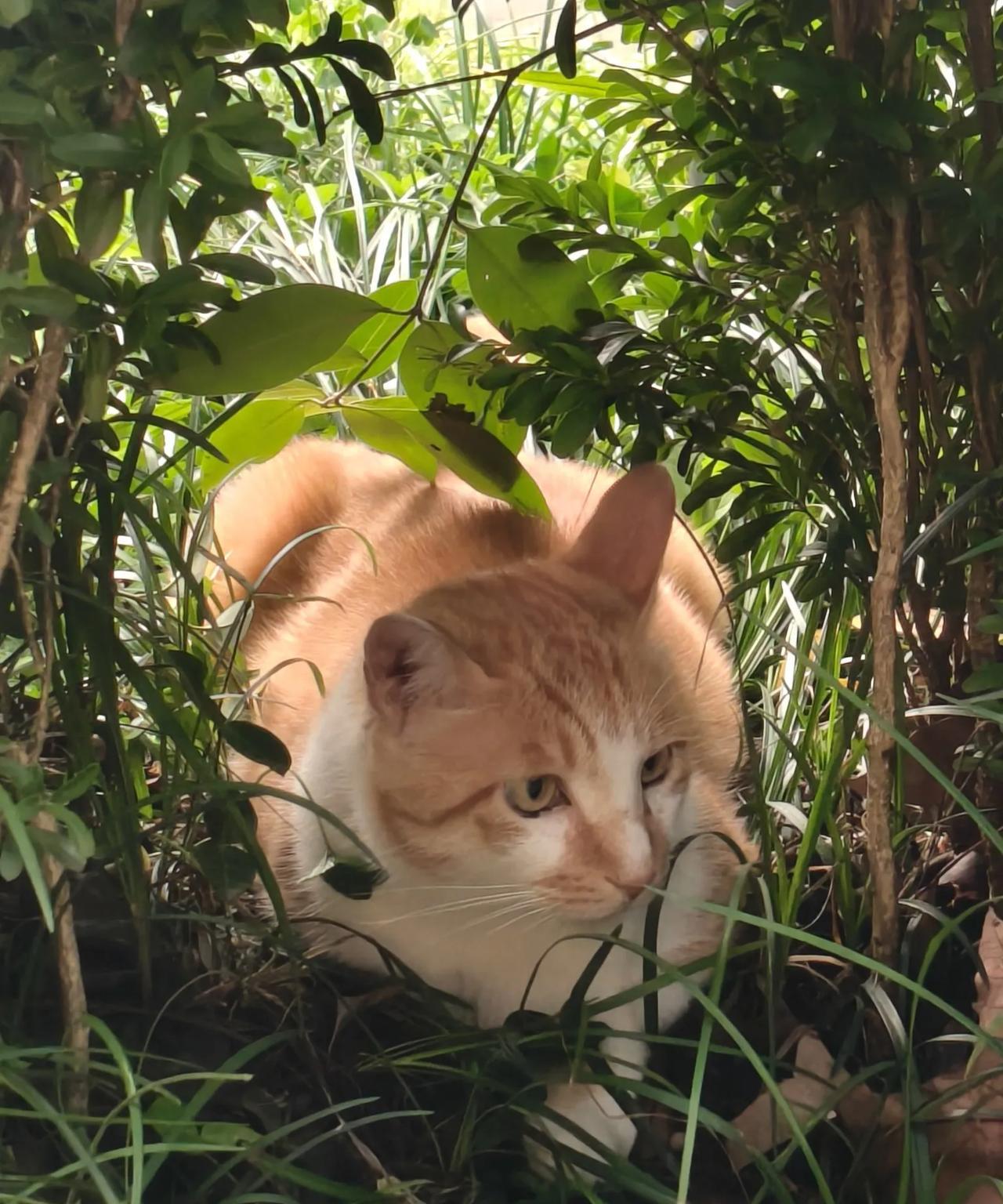 南京雨花台公园的猫夫妻。据说白猫是狸猫的丈夫，狸猫一直在树丛，白猫在