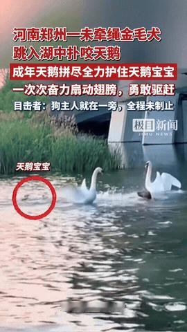 必须严惩！河南郑州，一群天鹅正在湖里游，一只没拴绳的大金毛忽然扑通一下跳进湖里，