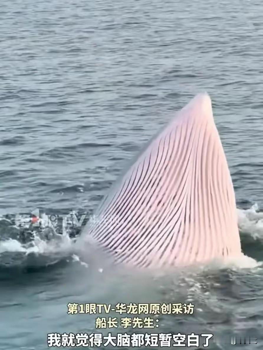 意外之喜！广西北海，一男子早上开船出海时，意外发现了一只正在睡眠觅食的座头鲸，而