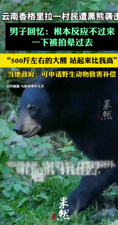 不幸中的万幸！”云南丽江，一男子到山里采药时，意外遇见了500斤的大黑熊，男子遭