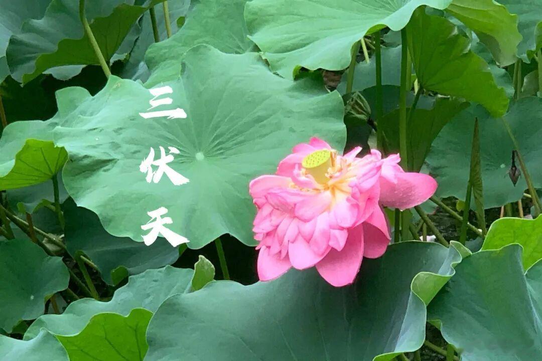 三伏十怕从明天（15日）开始，今年三伏天将正式开启，时长40天。初伏10天，中伏
