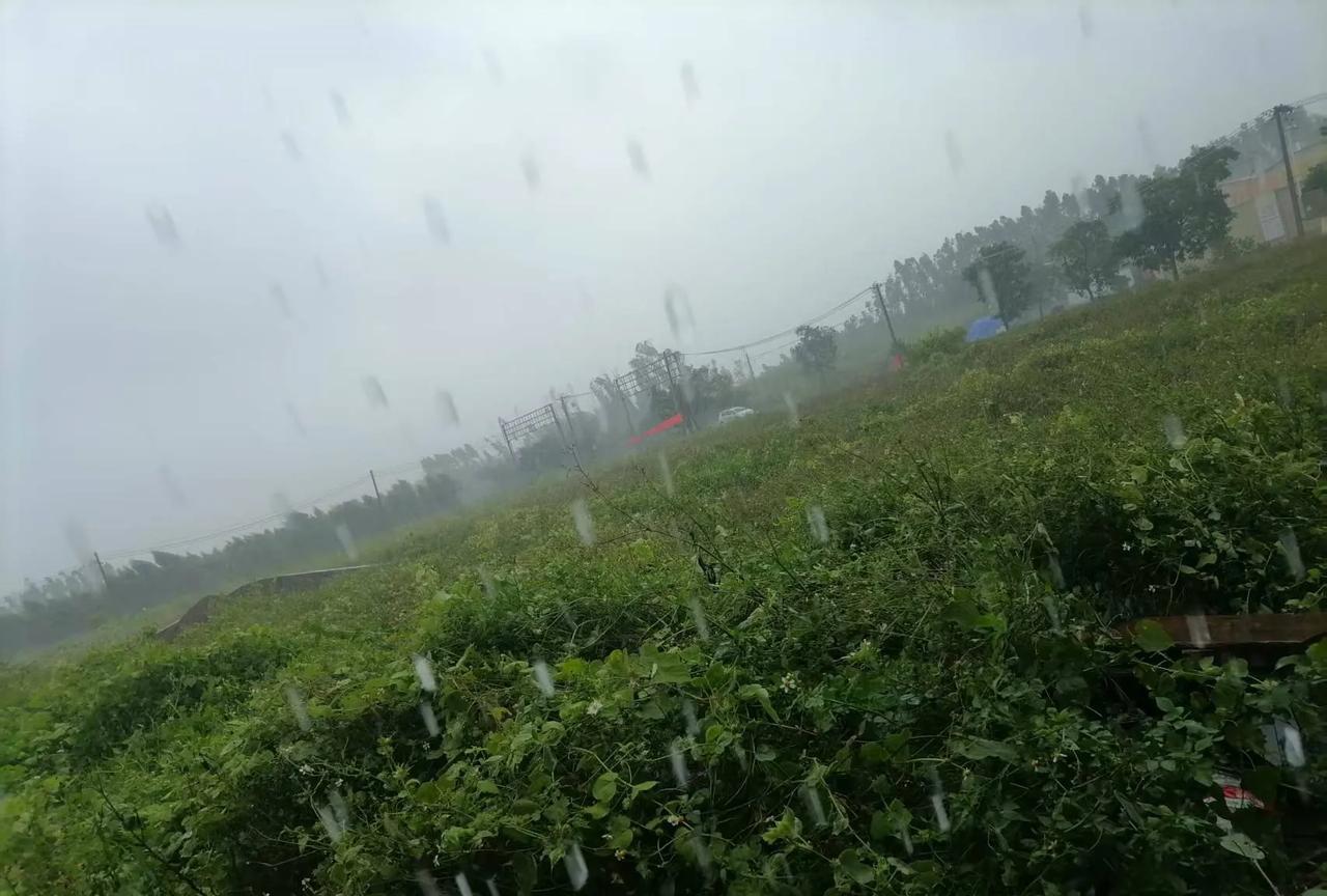 台风蝴蝶来了！现在是6月14日下午13点台风蝴蝶到广东徐闻了从风雨上来看