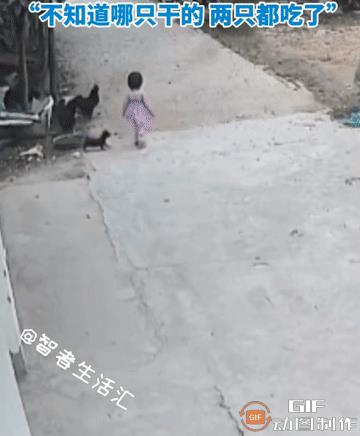 “替孙女报仇，爷爷豁出去了”！院子里，两岁小女童独自玩耍，不料被不知死活的公鸡飞