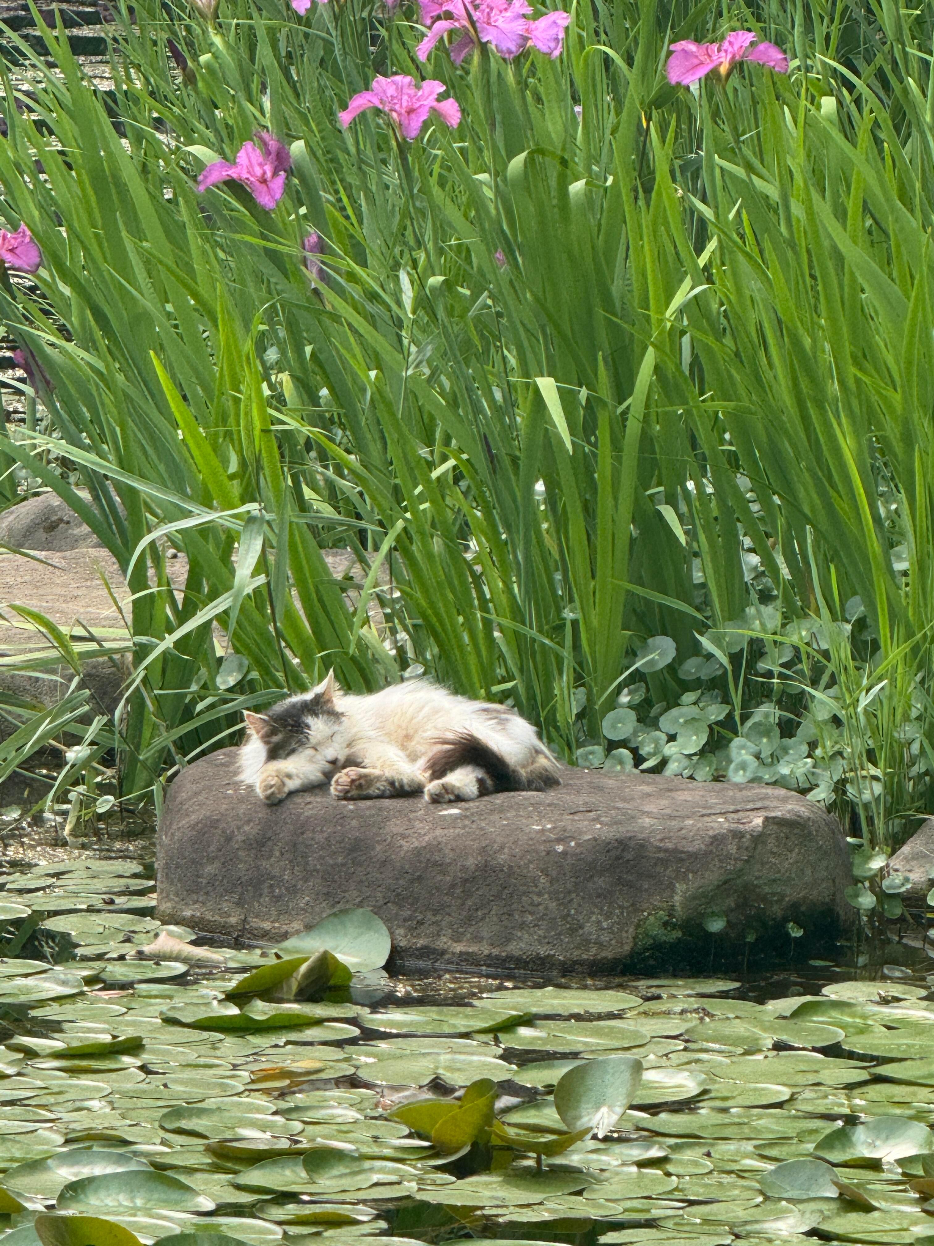 在西湖边睡大觉的猫猫​​​
