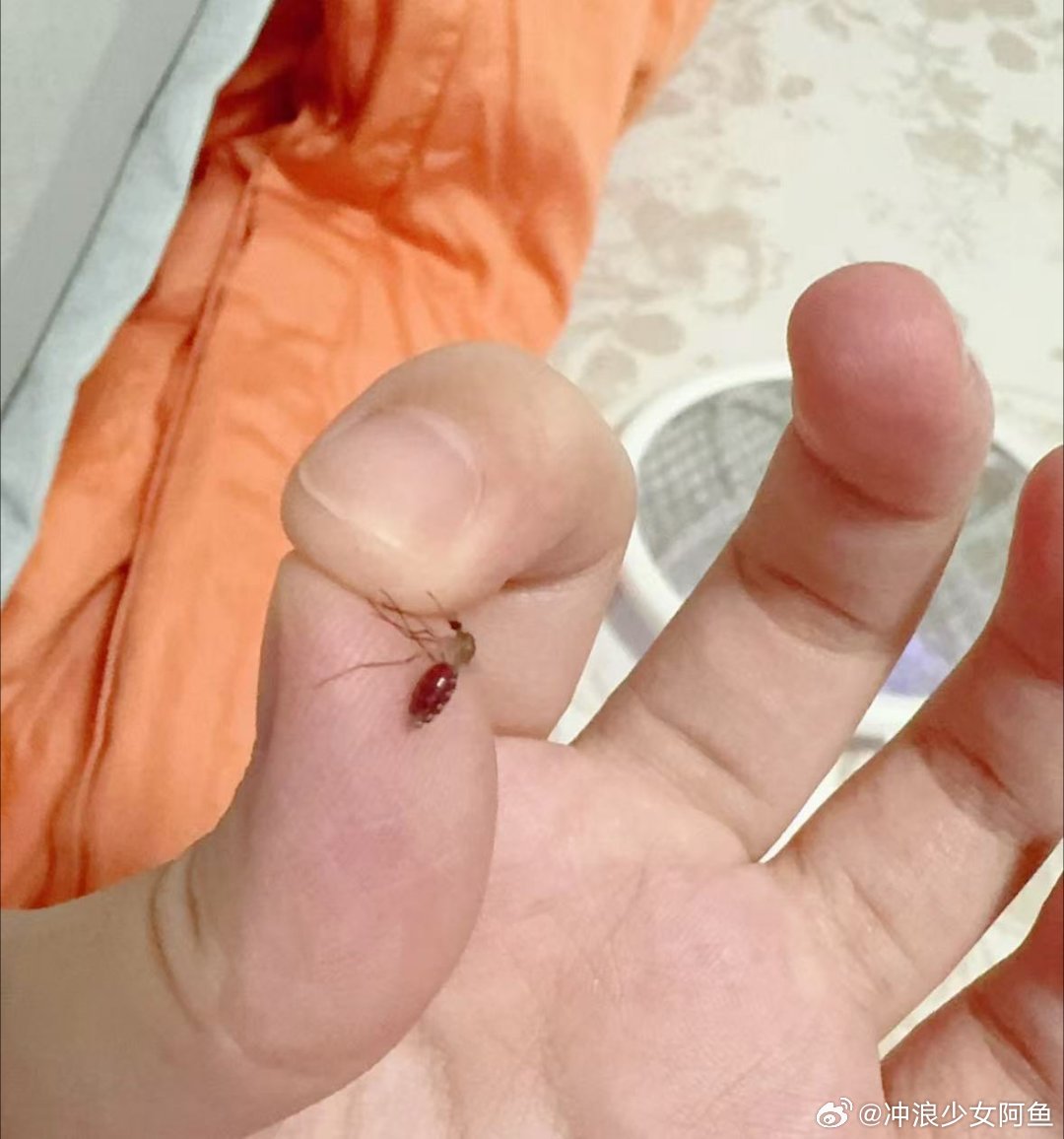 第一次见到吃这么饱的蚊子[捂脸哭]​​​