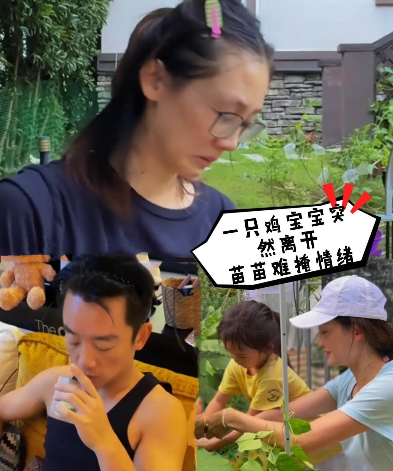 苗苗又更新种草vlog了，已经小有成果，家人也吃上了有机蔬菜，苗苗不管是种草还是
