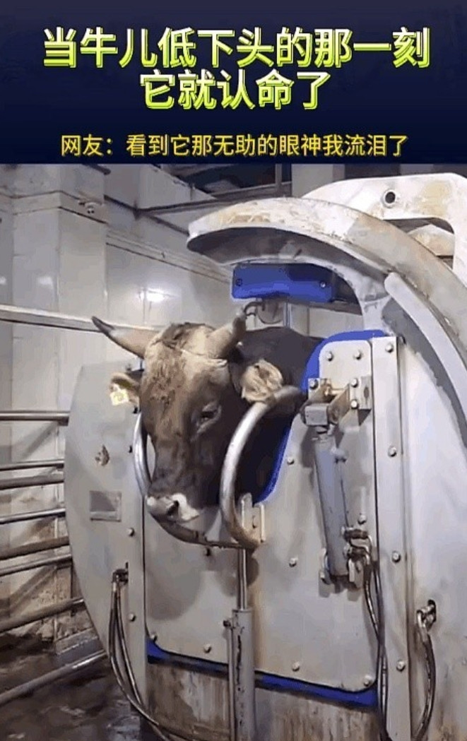 一只牛即将被电死送往屠宰场，在最后一刻，看了眼摄像头，然后默默低头认命。它低