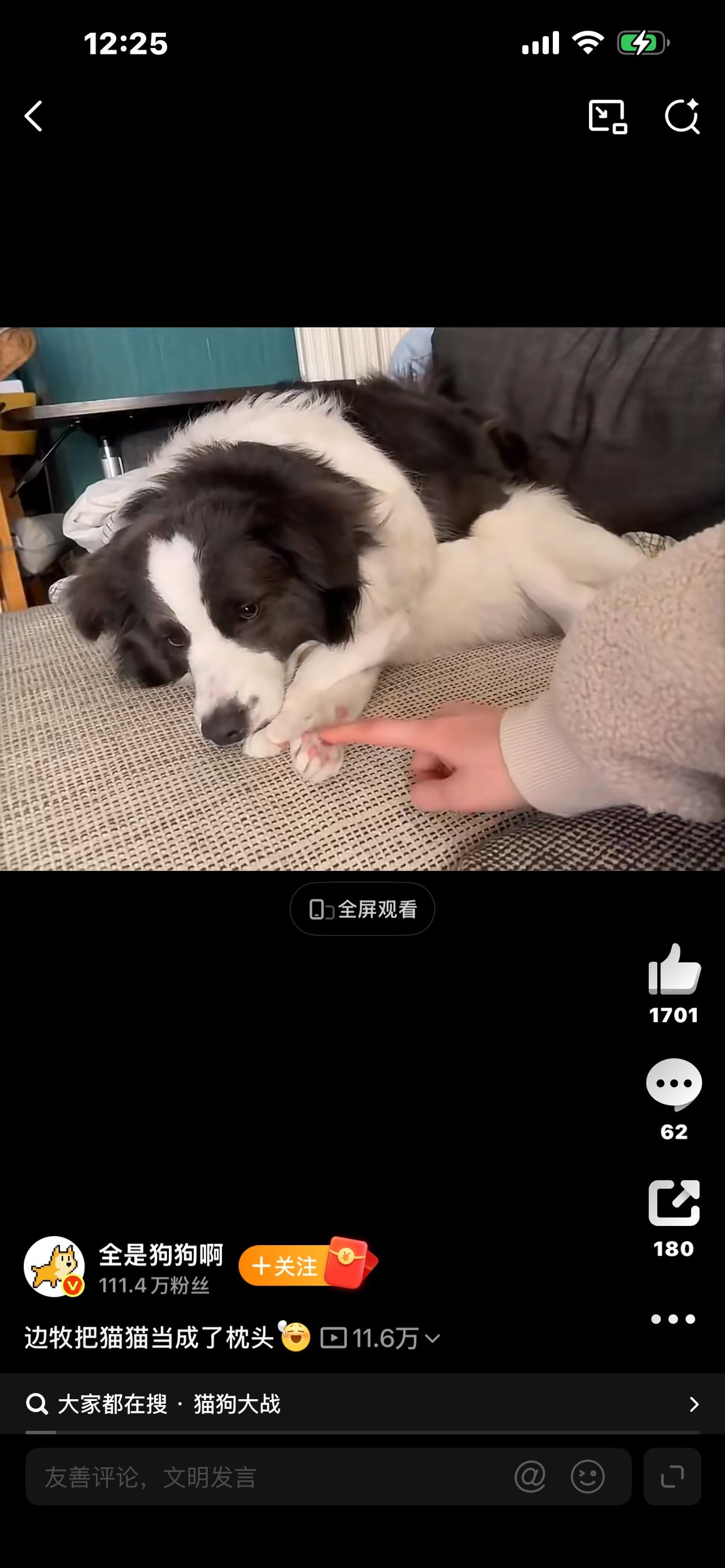 边牧把猫猫当成了枕头！全网被萌化：这是什么神仙友情！家人们快看！一只边牧居然