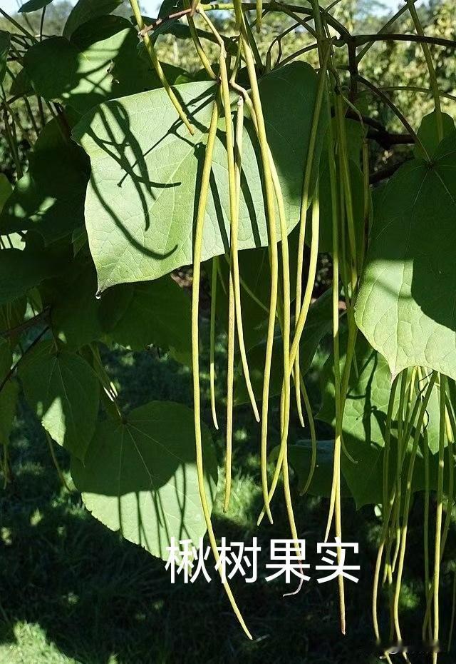 结出“长条果实”的树木有哪些？自然界中有不少树木会结出“长条果