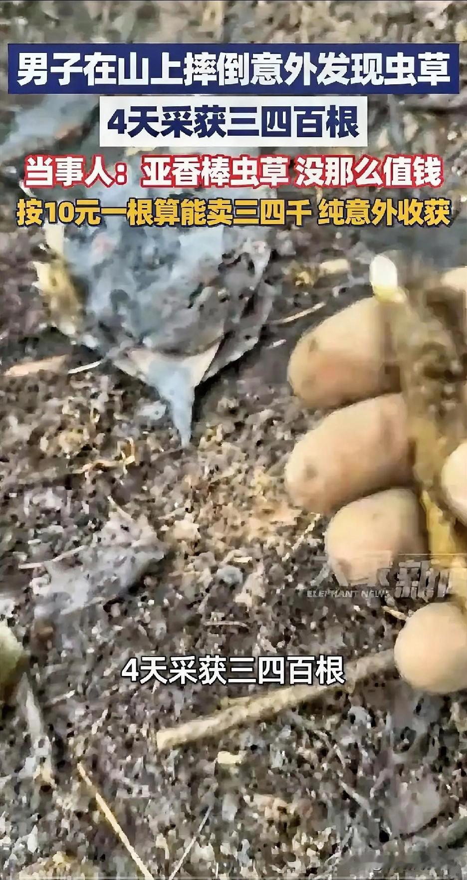 什么？一次摔倒竟然意外发现虫草。4天采获几百根！网友炸锅了…咱就说这运气来