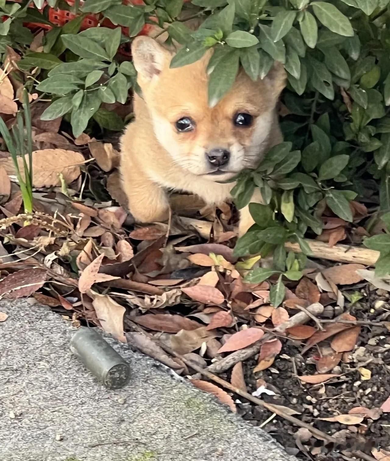 小奶狗被主人抛弃在路边，躲在草丛里瑟瑟发抖。听路人说它的主人嫌弃它太吵不想养了就