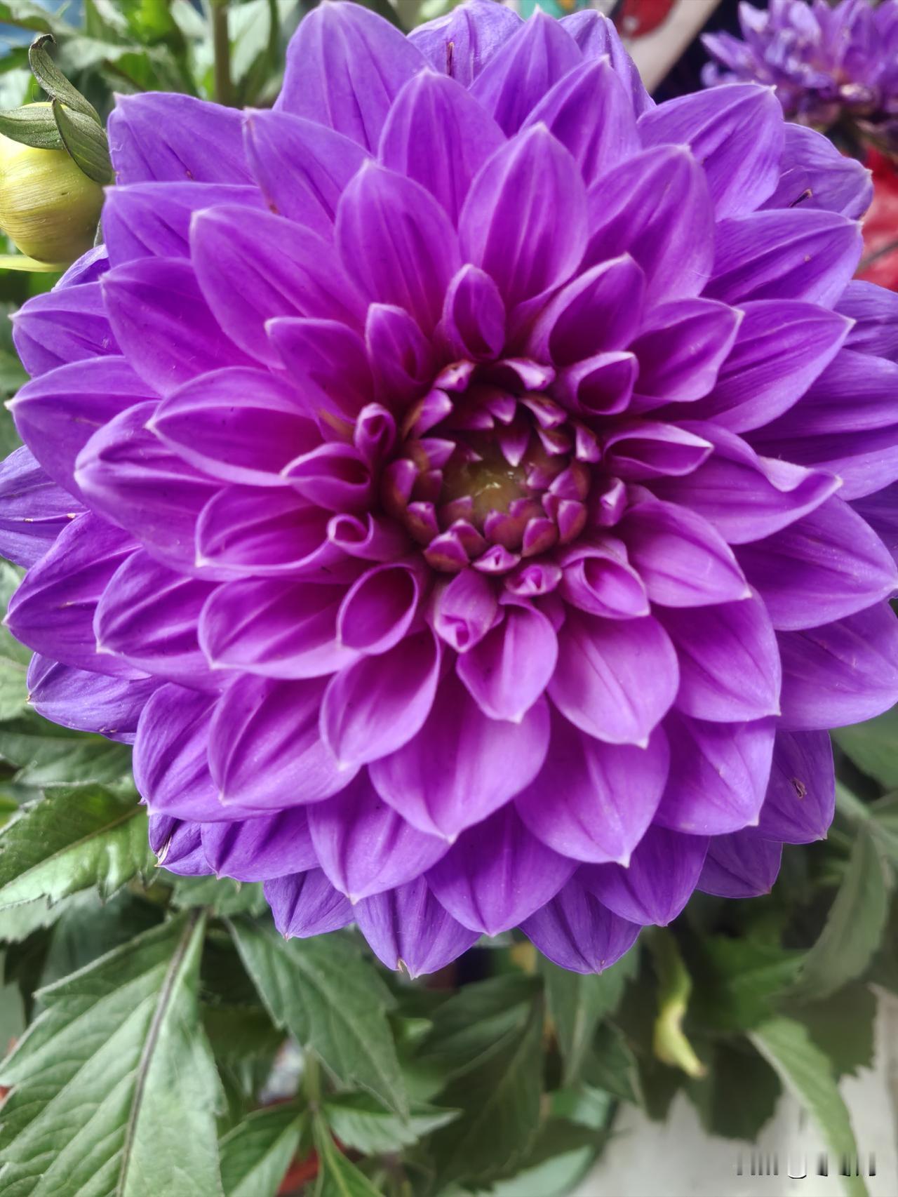 养花人我不太喜欢跟一大堆人相处，我喜欢在台上折腾我的花花草草。折腾完