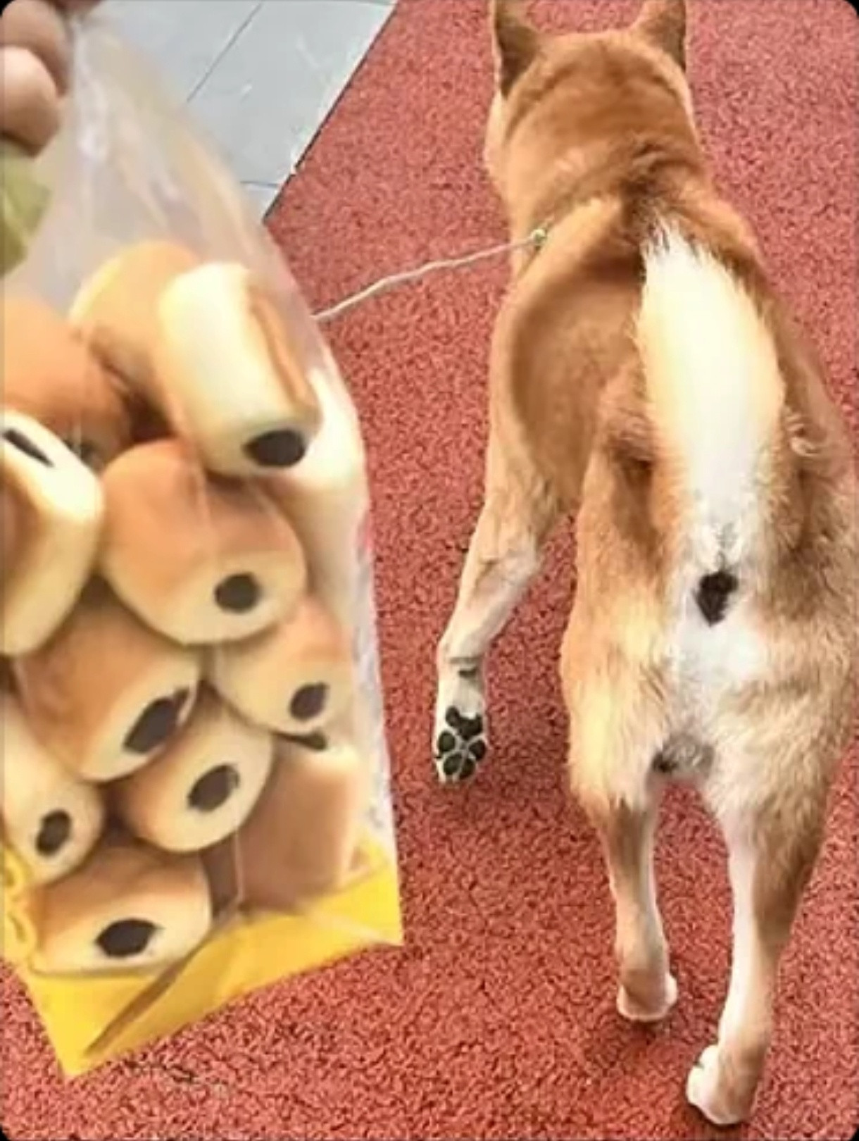 每吃一个面包就有一个小狗失去了屁眼