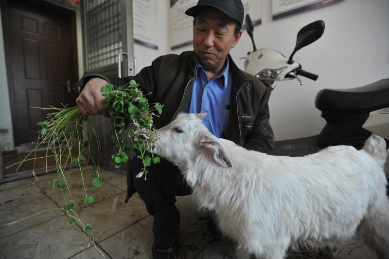 有人出价13万求购会装死的小羊最近宁夏平罗一只出生10天的“戏精小羊”火出圈了