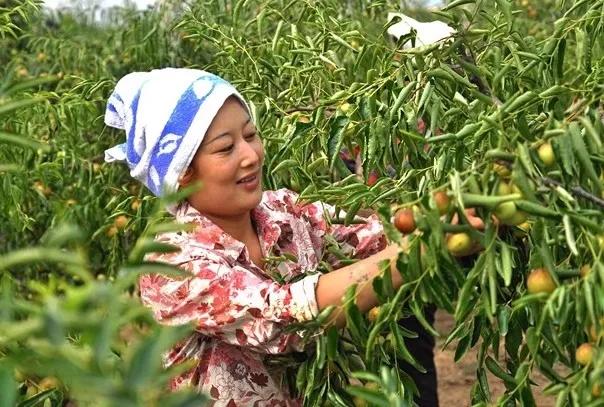 2025大荔冬枣新鲜上市大荔冬枣脆甜现摘现发