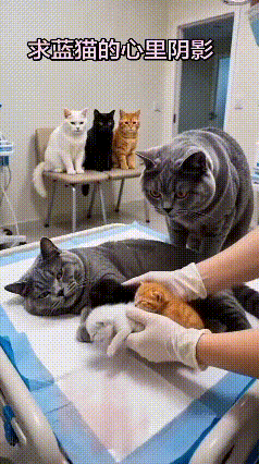 蓝猫爸爸看完幼崽直接留下心理阴影！猫妈妈生下四只小猫，它满心期待凑上前挨个打量，