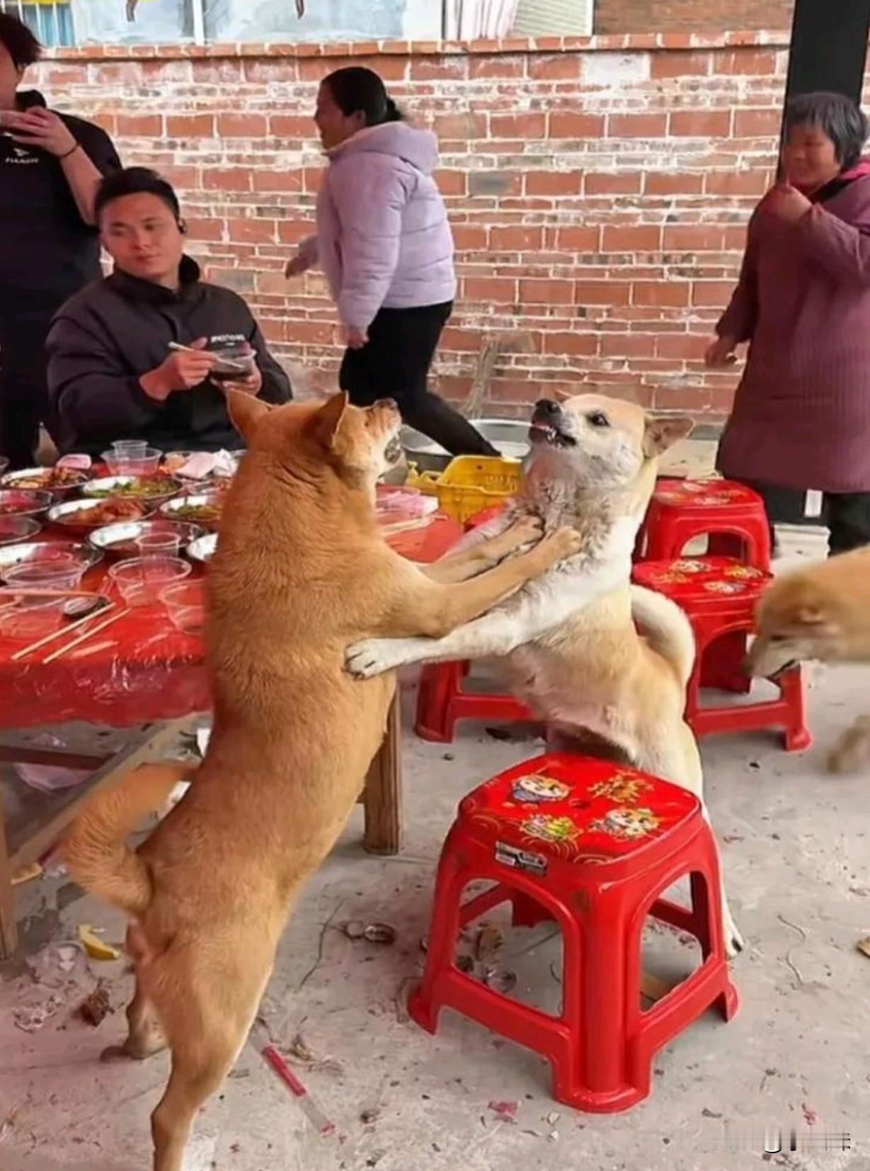 狗:兄弟用点力，等下一桌都是我们的