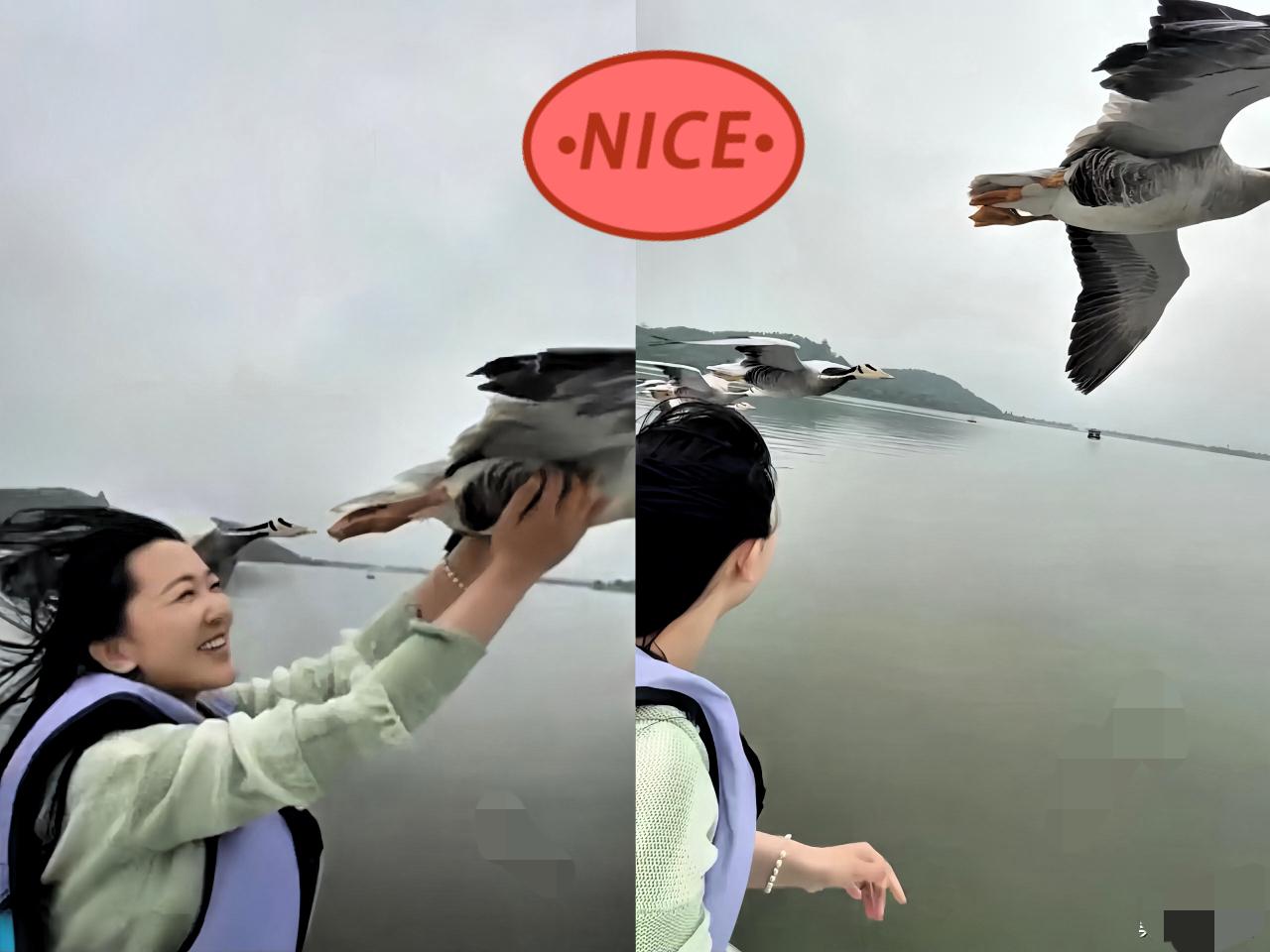 “上辈子修来的福份”，武汉一女子驾船游湖，大雁居然飞来并肩同行，伸手一迎