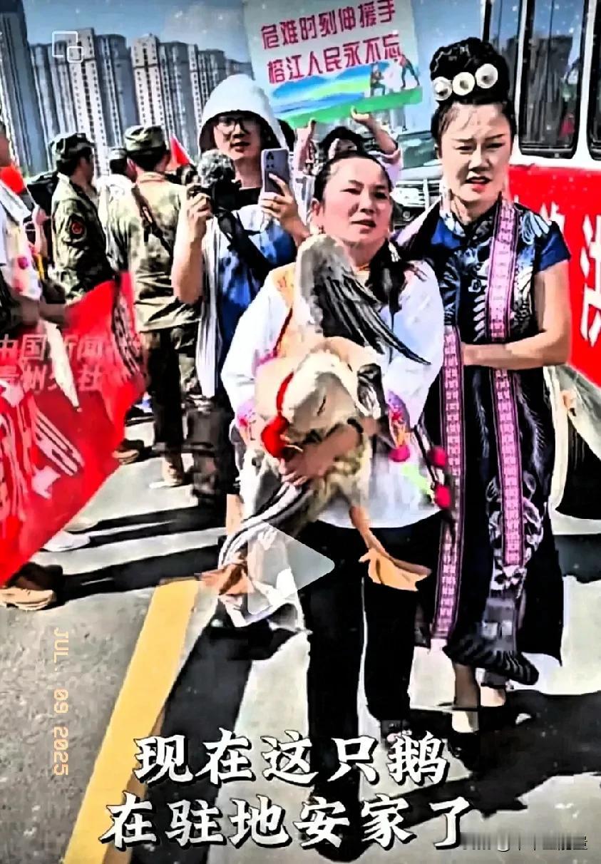 大家还记得榕江水灾官兵撤退时被大姐送给武警官兵的那只大鹅吗？它现在混上编制啦！