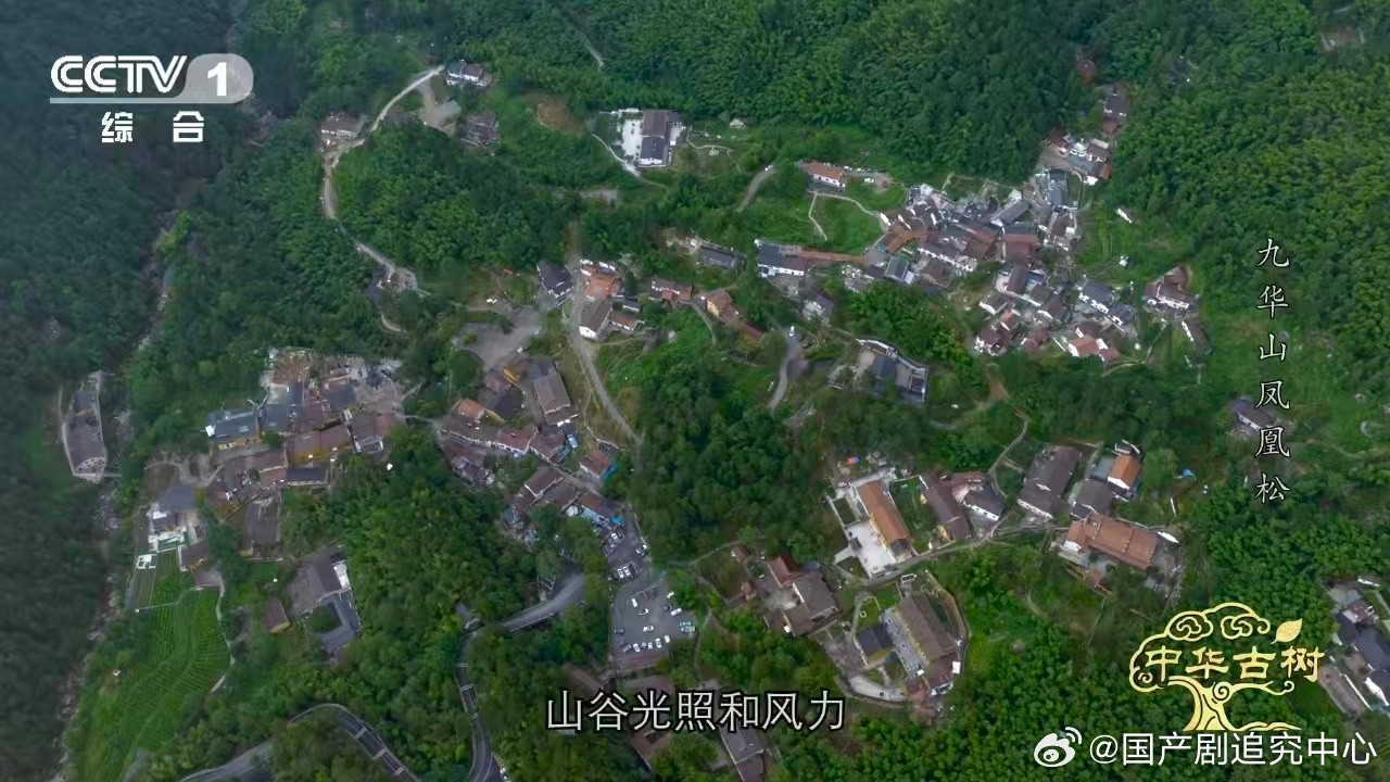 风一吹千年古松秒变展翅凤凰看到山风吹动起来的时候，古松的所有松枝都会跟着轻轻晃